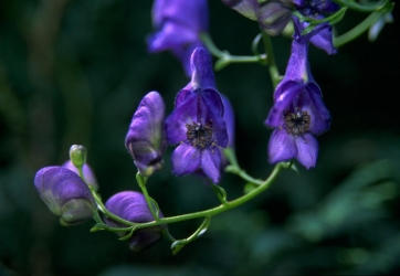 My backyard, monkhoods